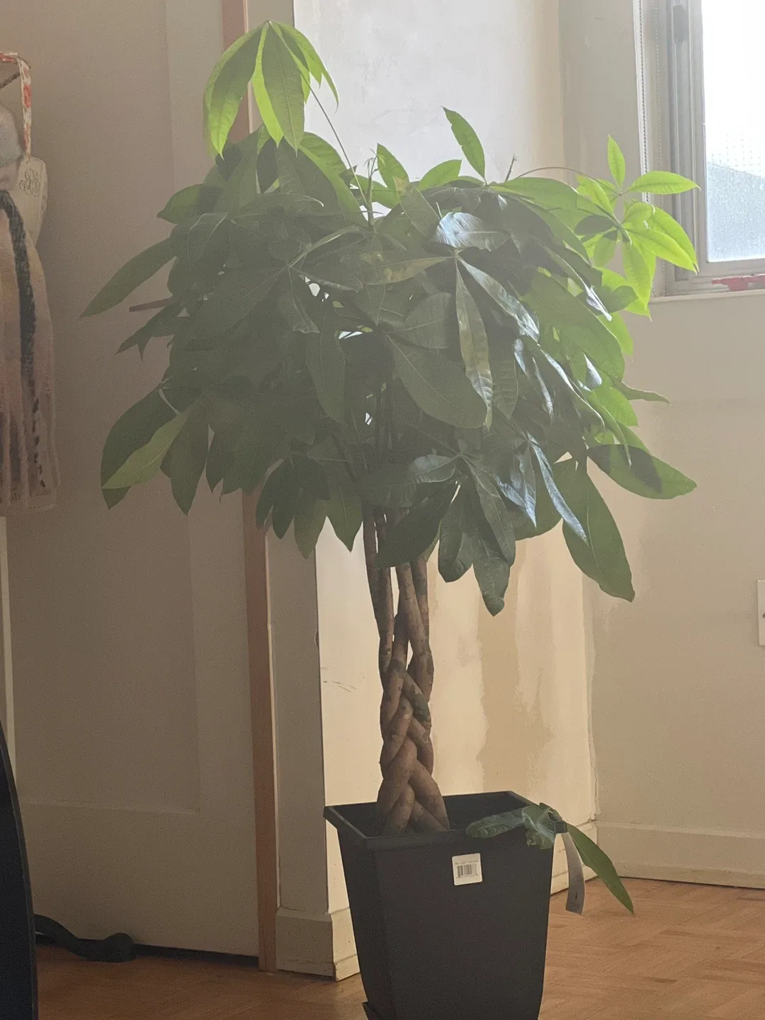 Braided Money Tree in Black Pot
