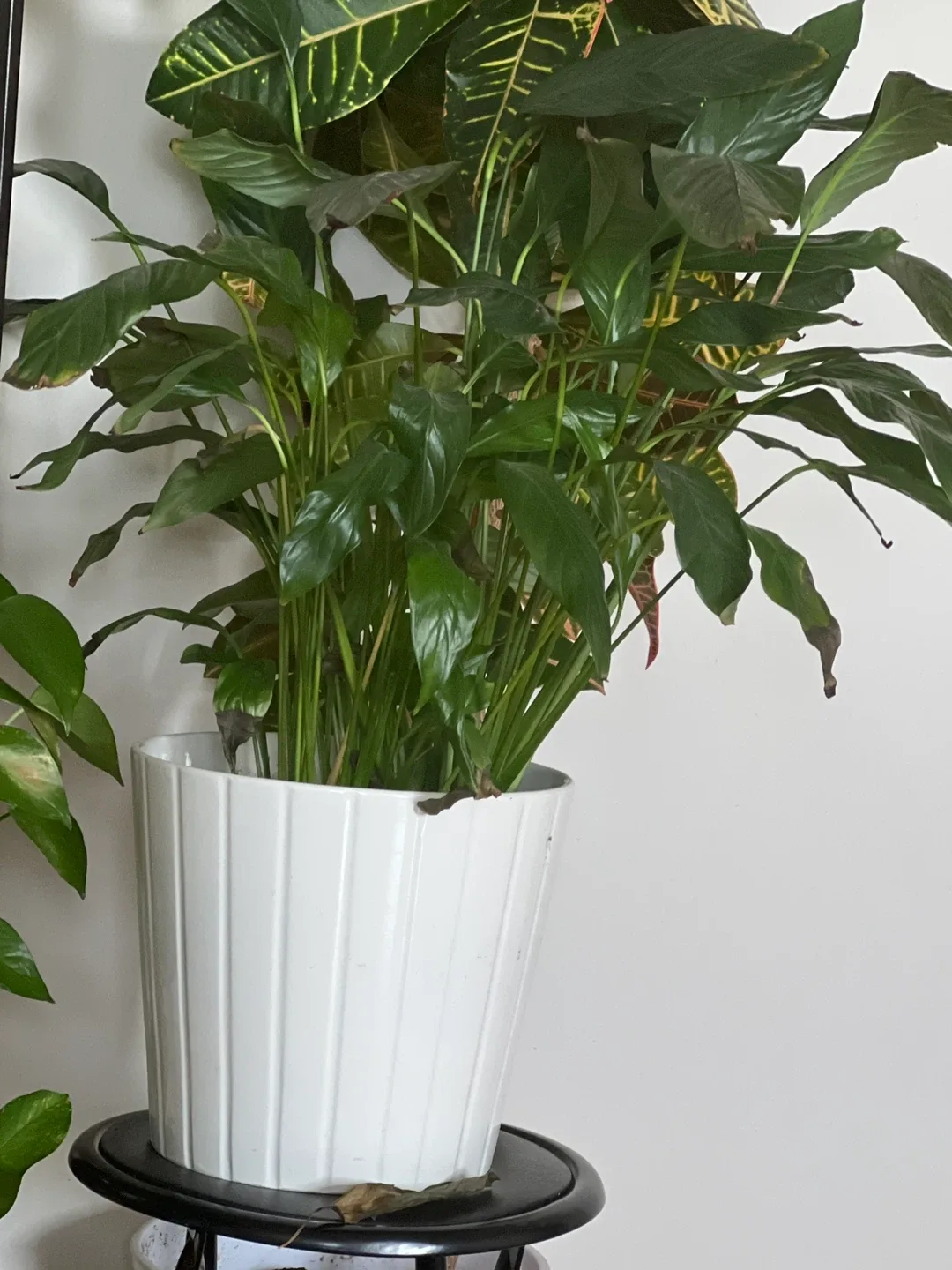 Peace Lily Plant in White Pot