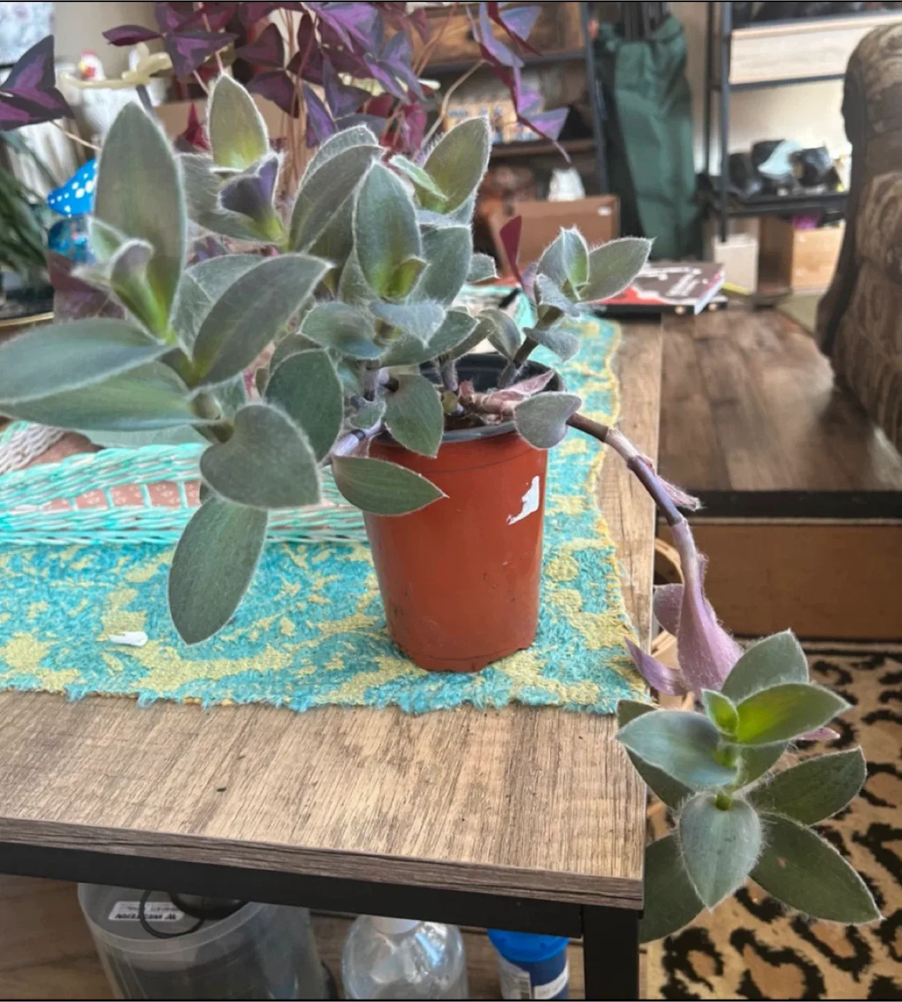 Tradescantia Sillamontana Plant