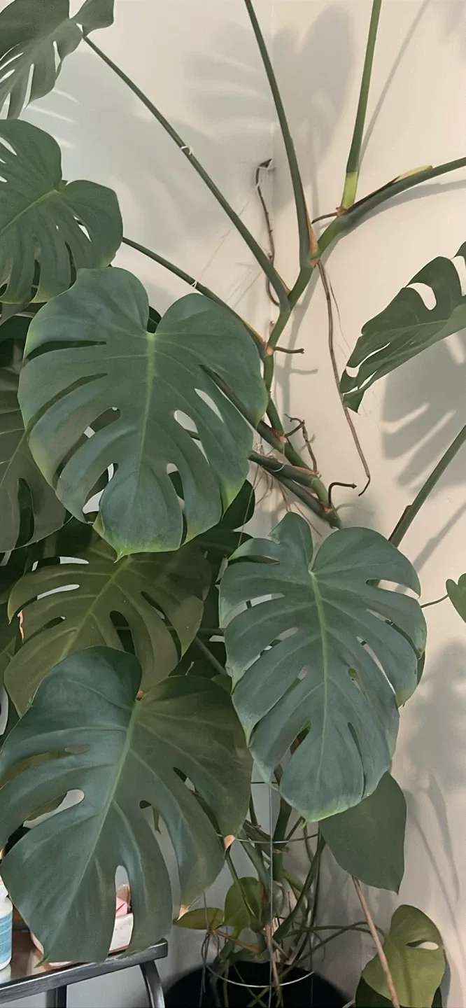 Big Monstera Plant image indicator(2)