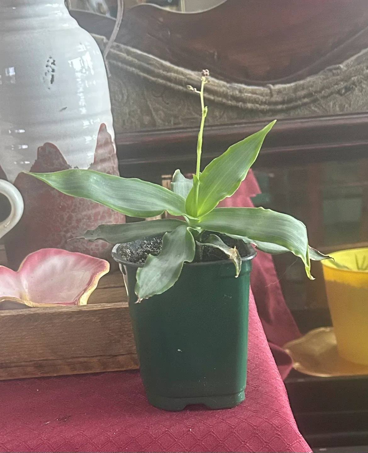 Callisia fragrans Potted Plant