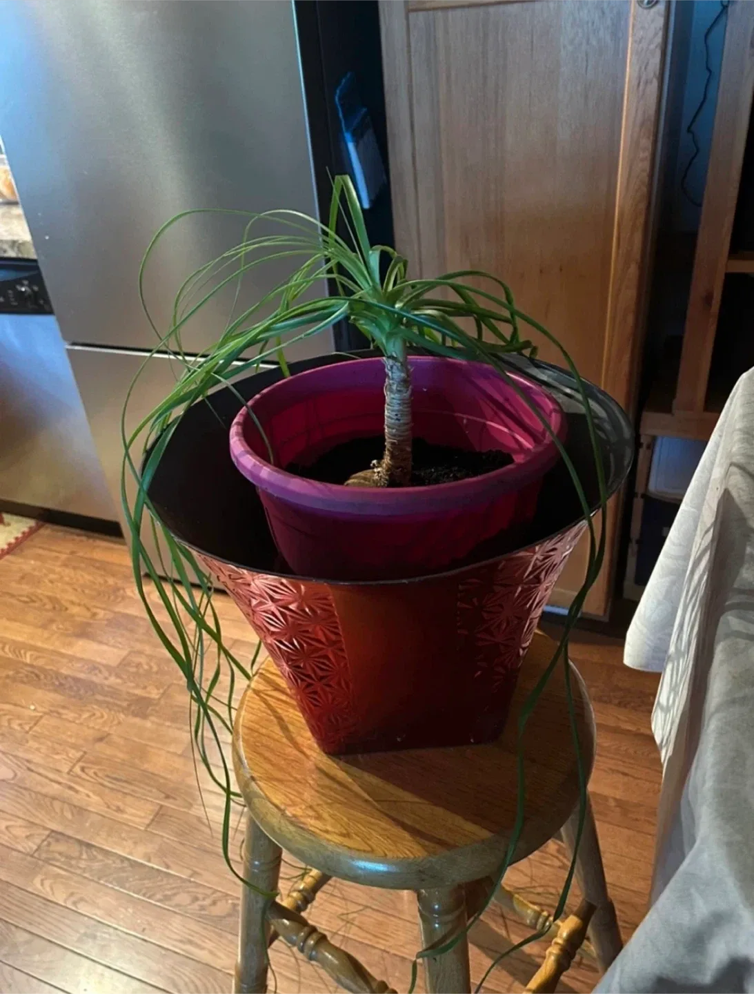 Ponytail Palm in Pink Pot