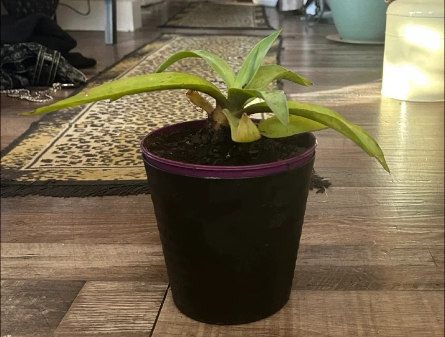 Century House Potted Plant