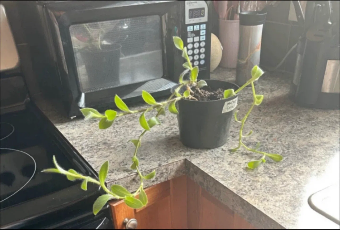 Wandering Dude Plant