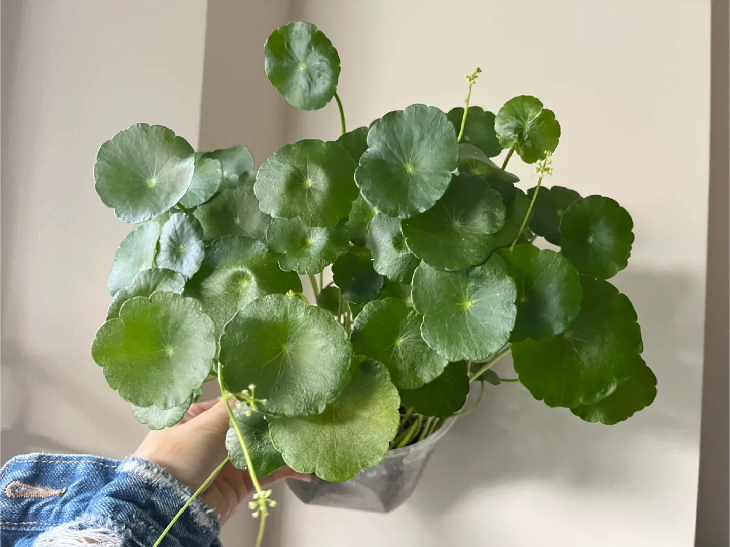 Marsh Pennywort/Chinese money plant in 6” pot