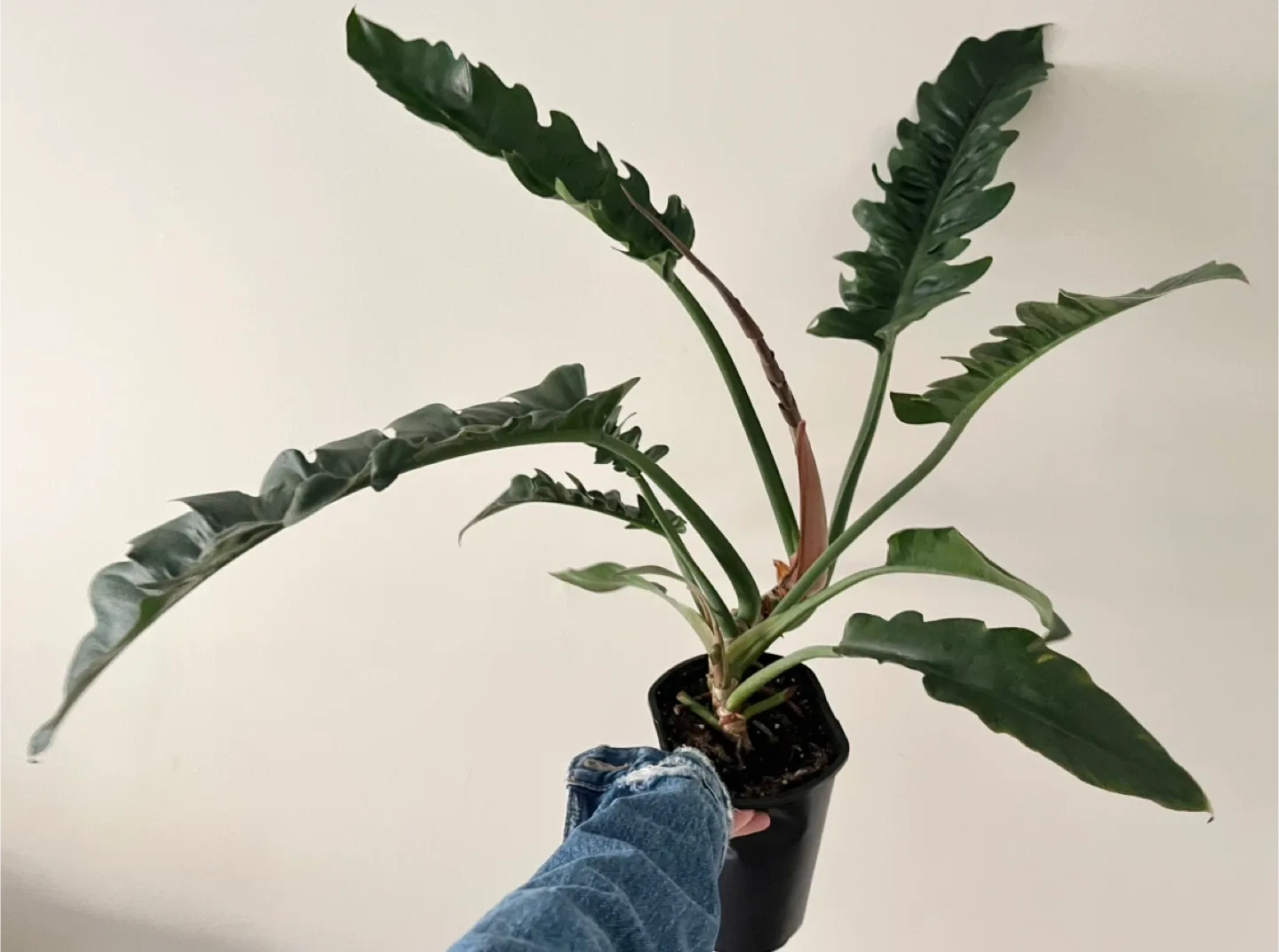 Large healthy Philodendron Narrows in 6” pot