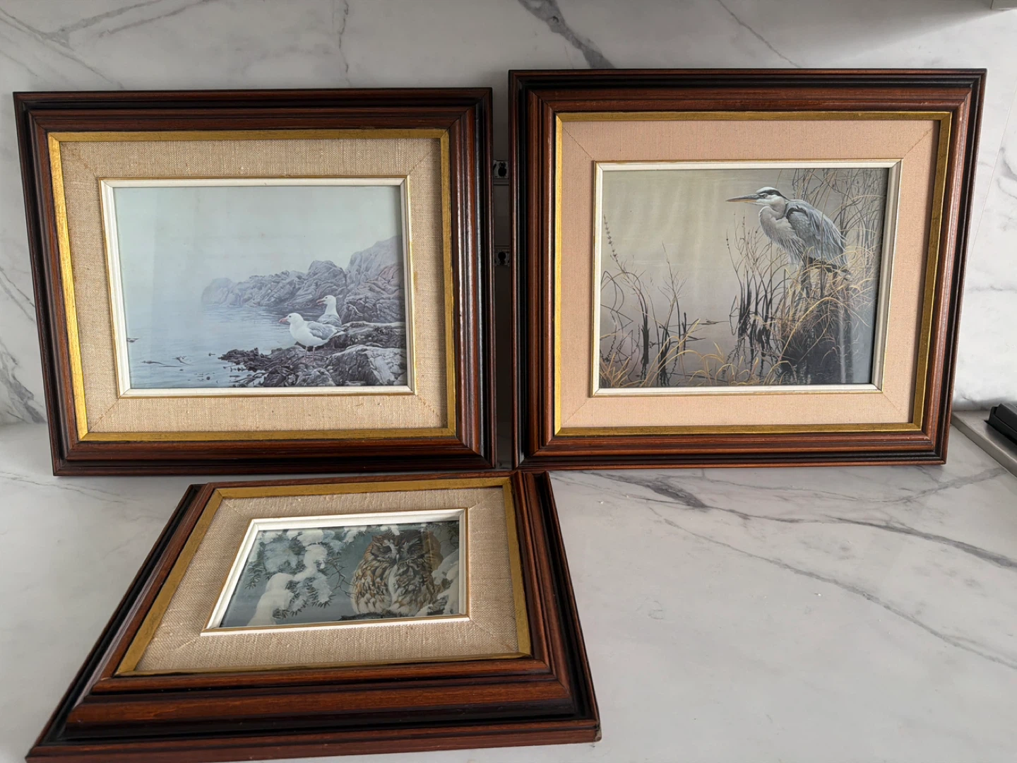 Framed Bird Art Prints