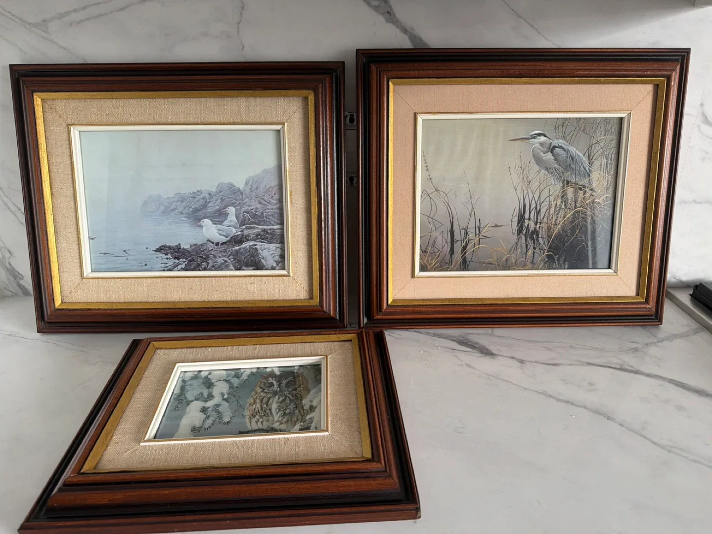 Framed Bird Art Prints