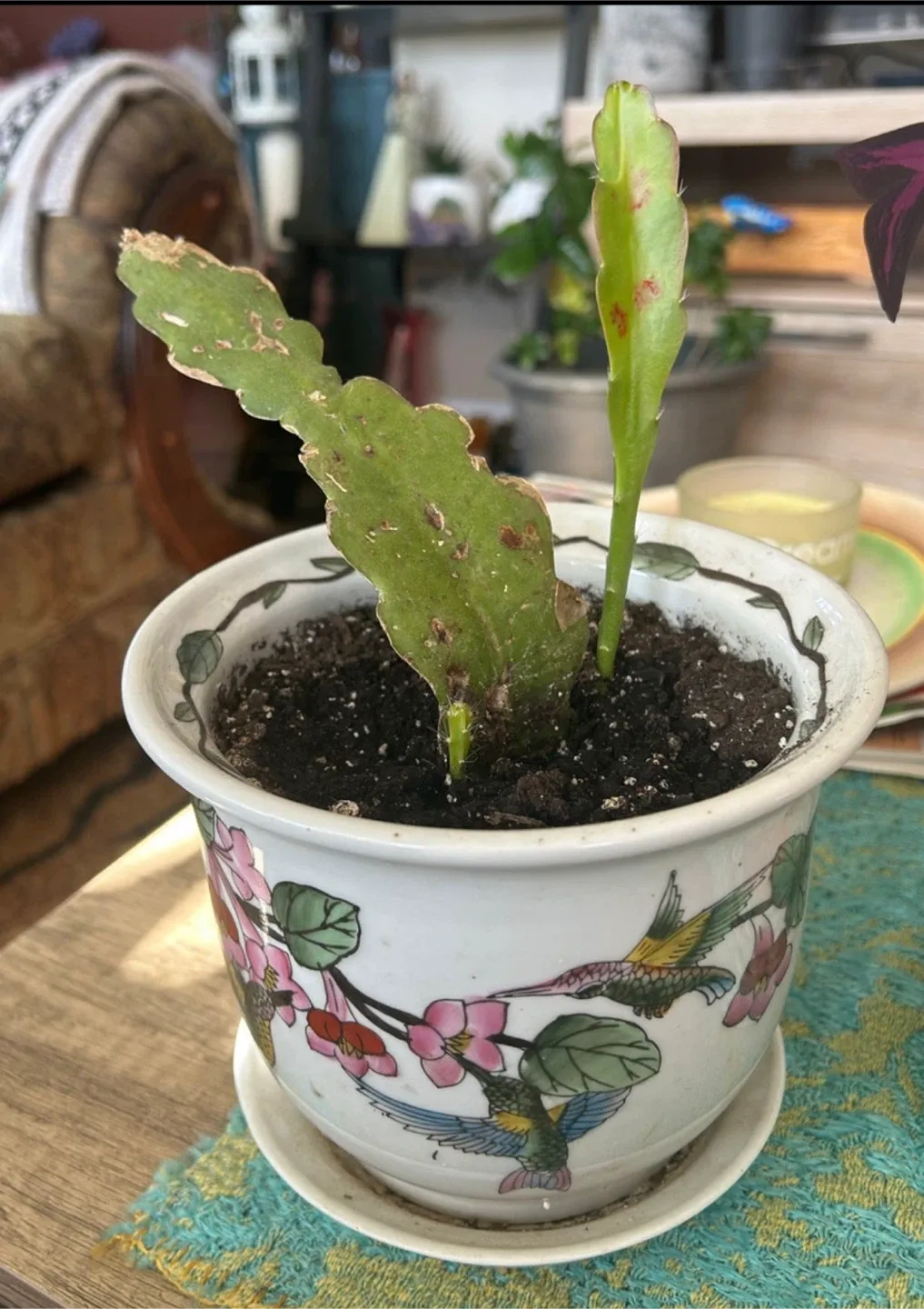 Potted Dragon fruit plant