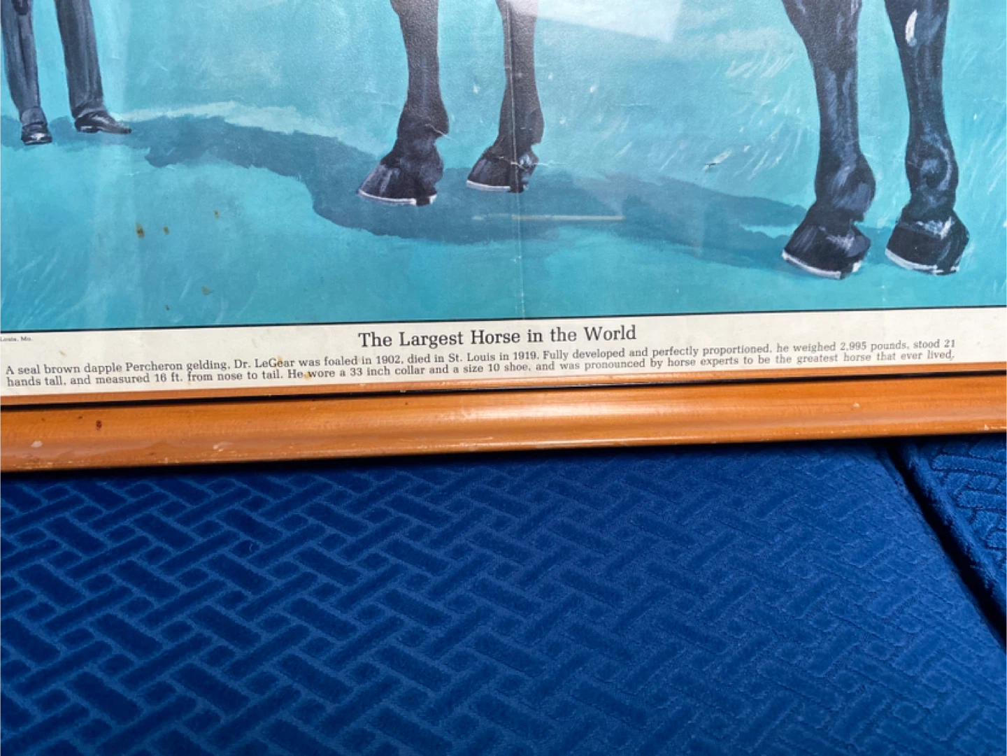 Framed 'Largest Horse in the World' Print - photo 2
