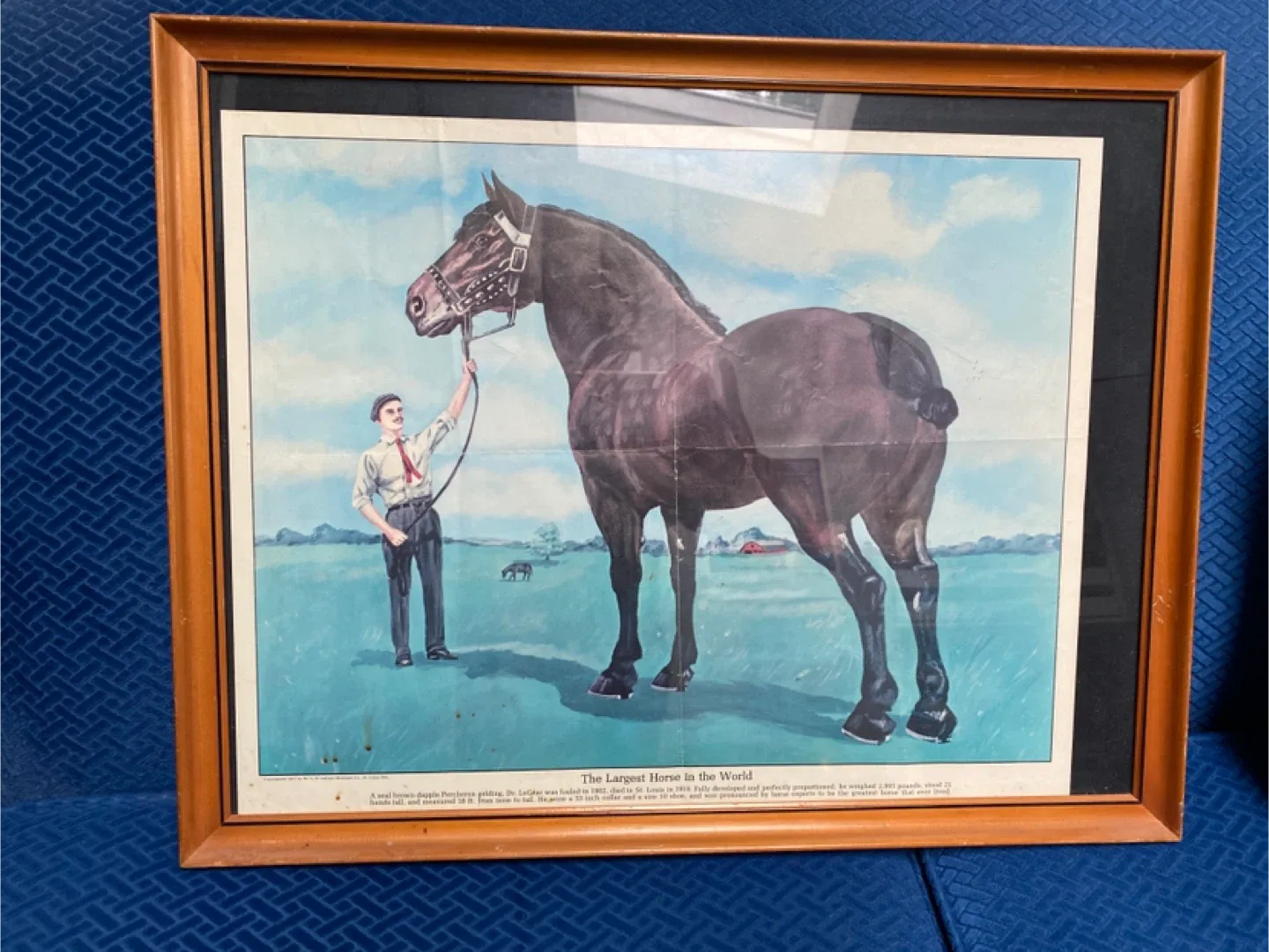 Framed 'Largest Horse in the World' Print