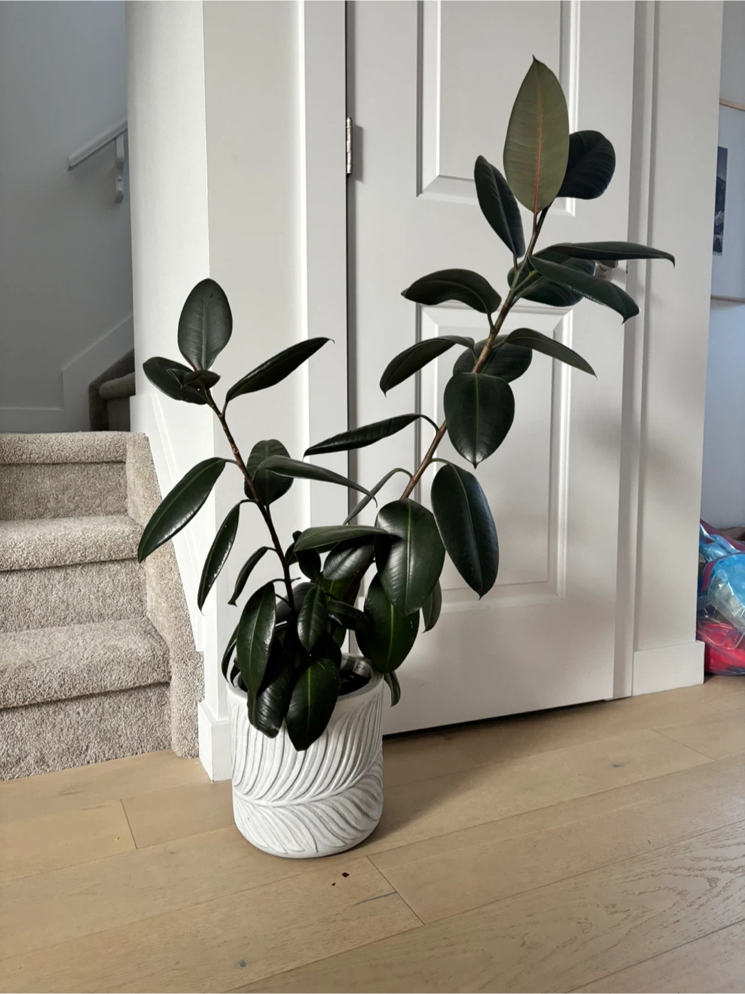 Rubber tree plant