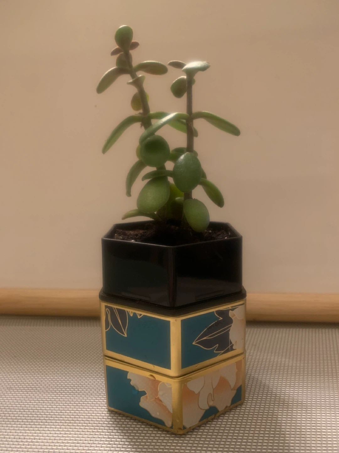 Jade Plant in Decorative Pot - photo 4