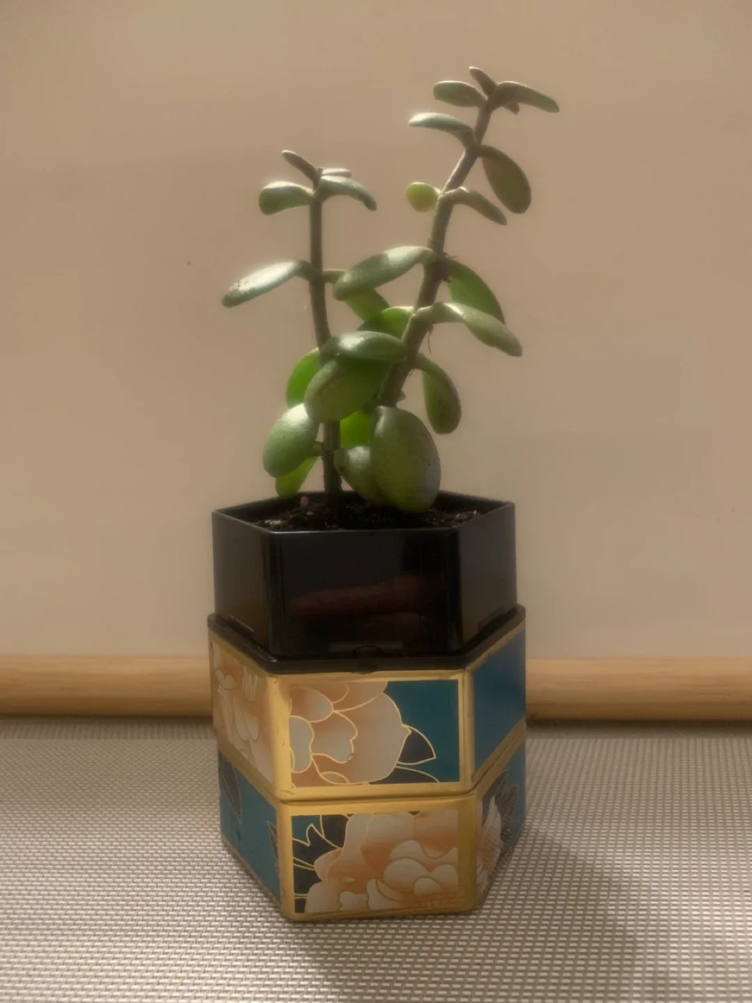 Jade Plant in Decorative Pot