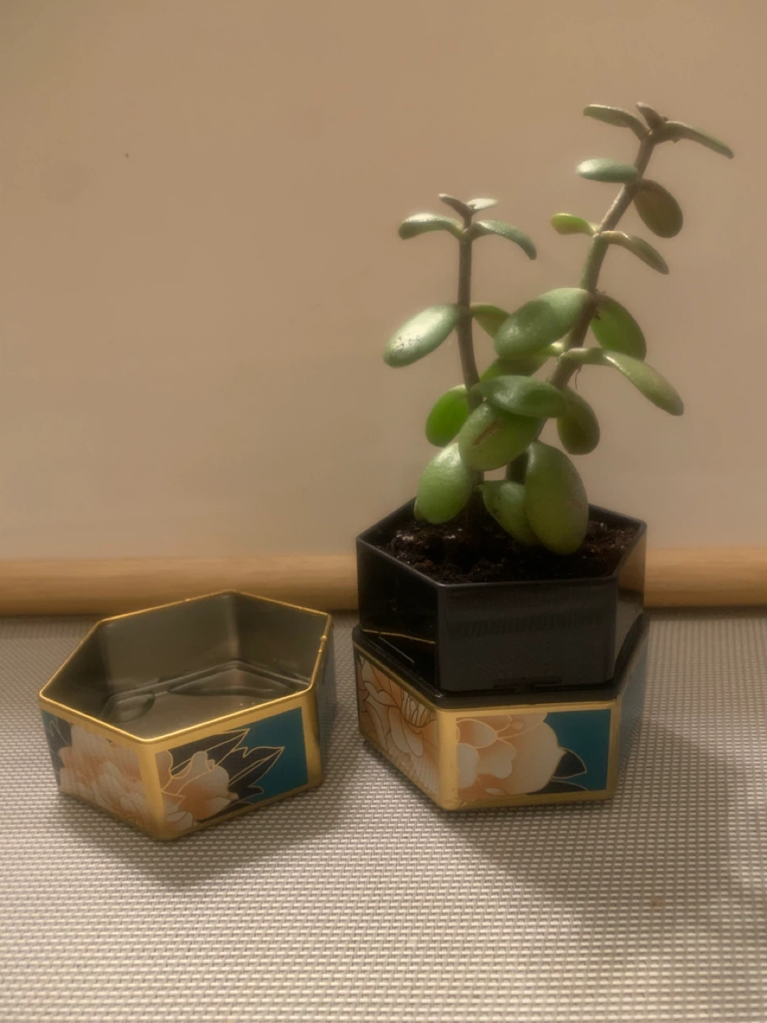 Jade Plant in Decorative Pot - photo 3