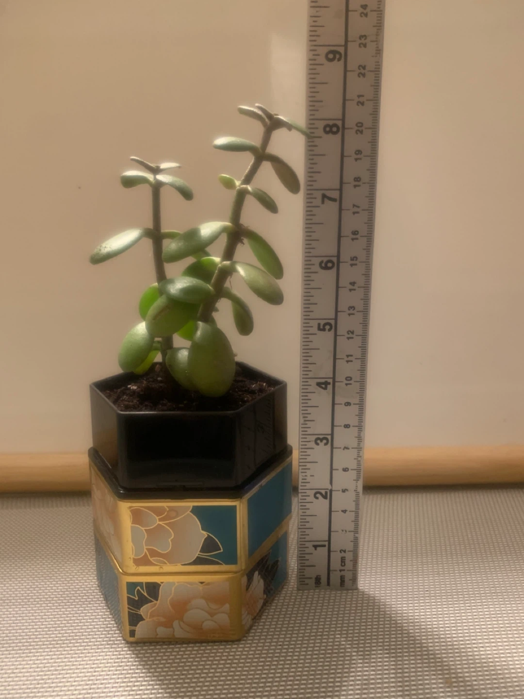 Jade Plant in Decorative Pot - photo 2