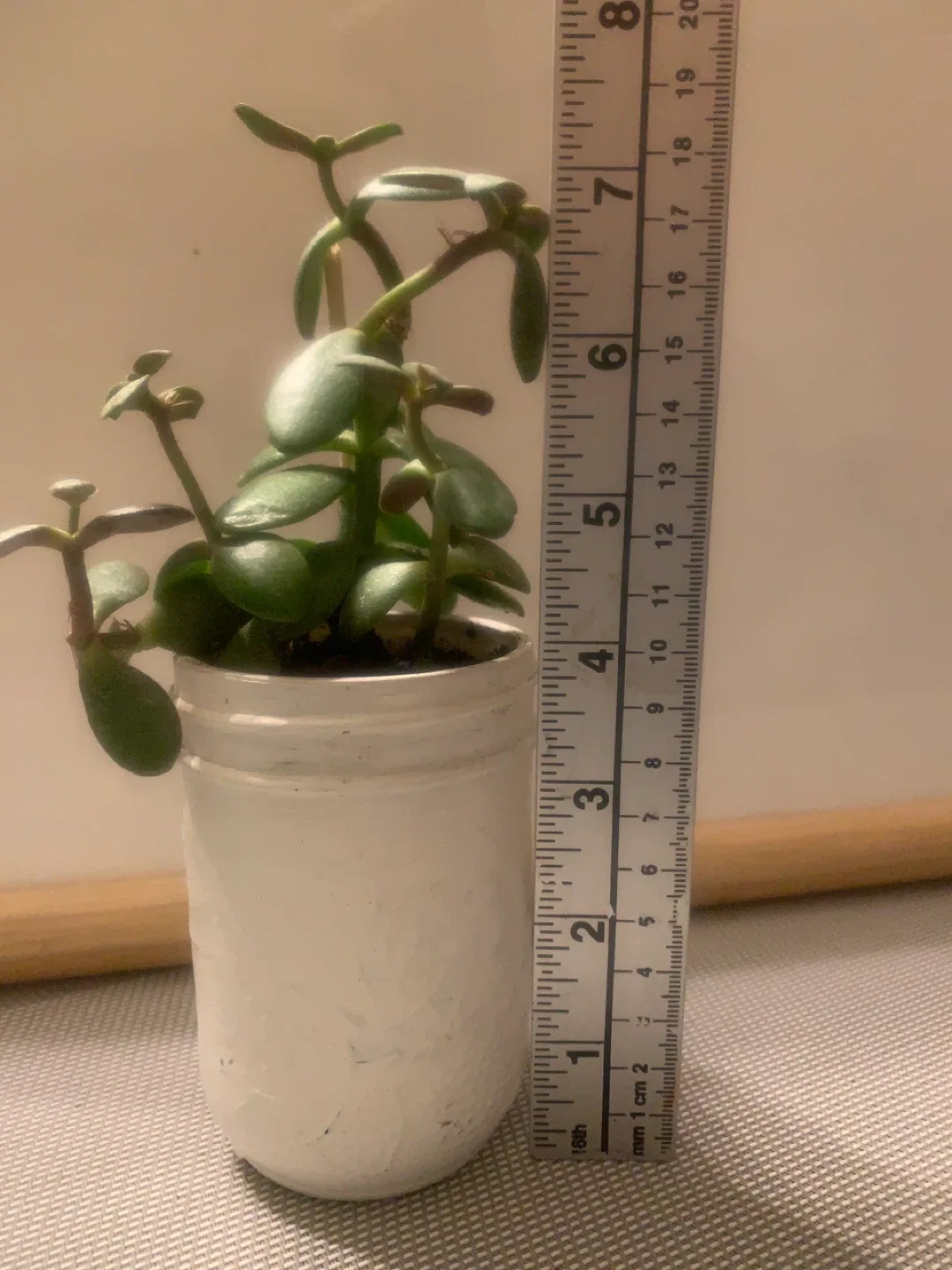 Potted Jade Plant in White Jar image indicator(3)