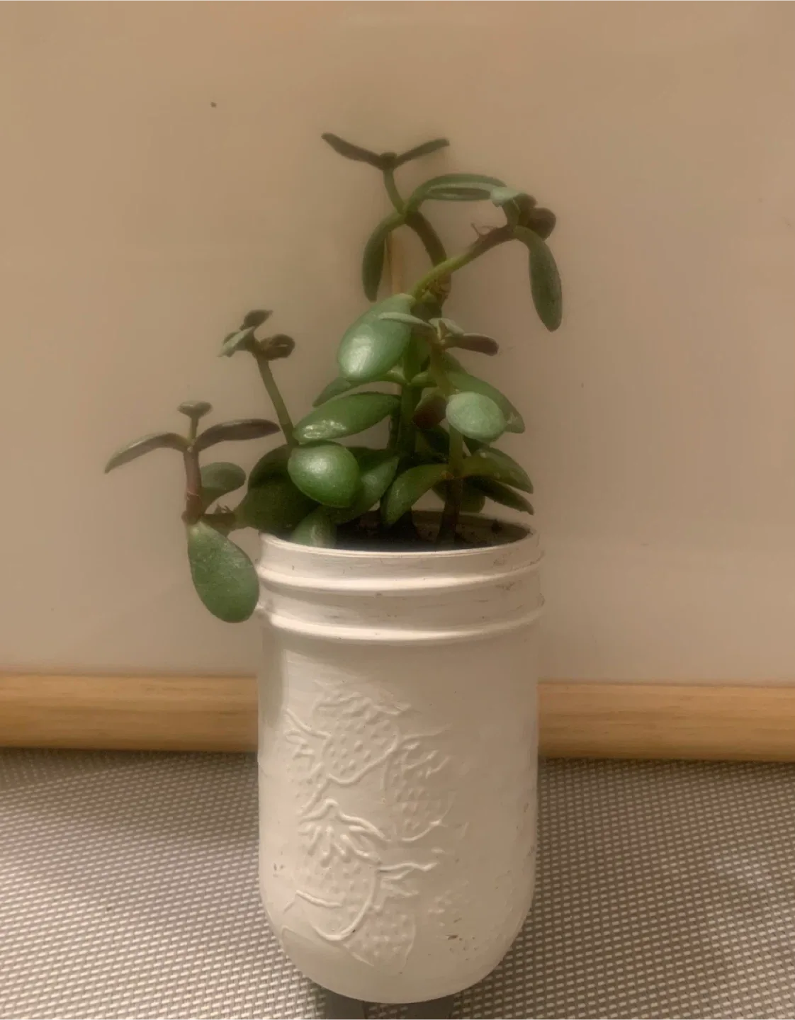 Potted Jade Plant in White Jar image indicator(2)