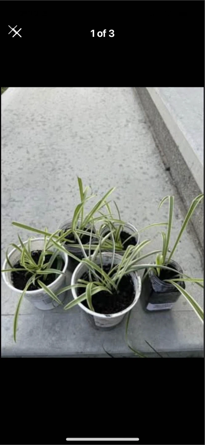 Spider Plants (make an offer)