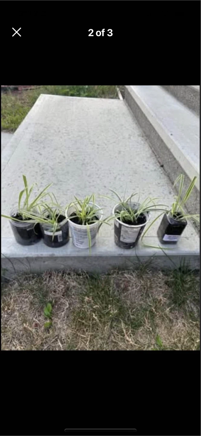 Spider Plants (make an offer) - photo 2