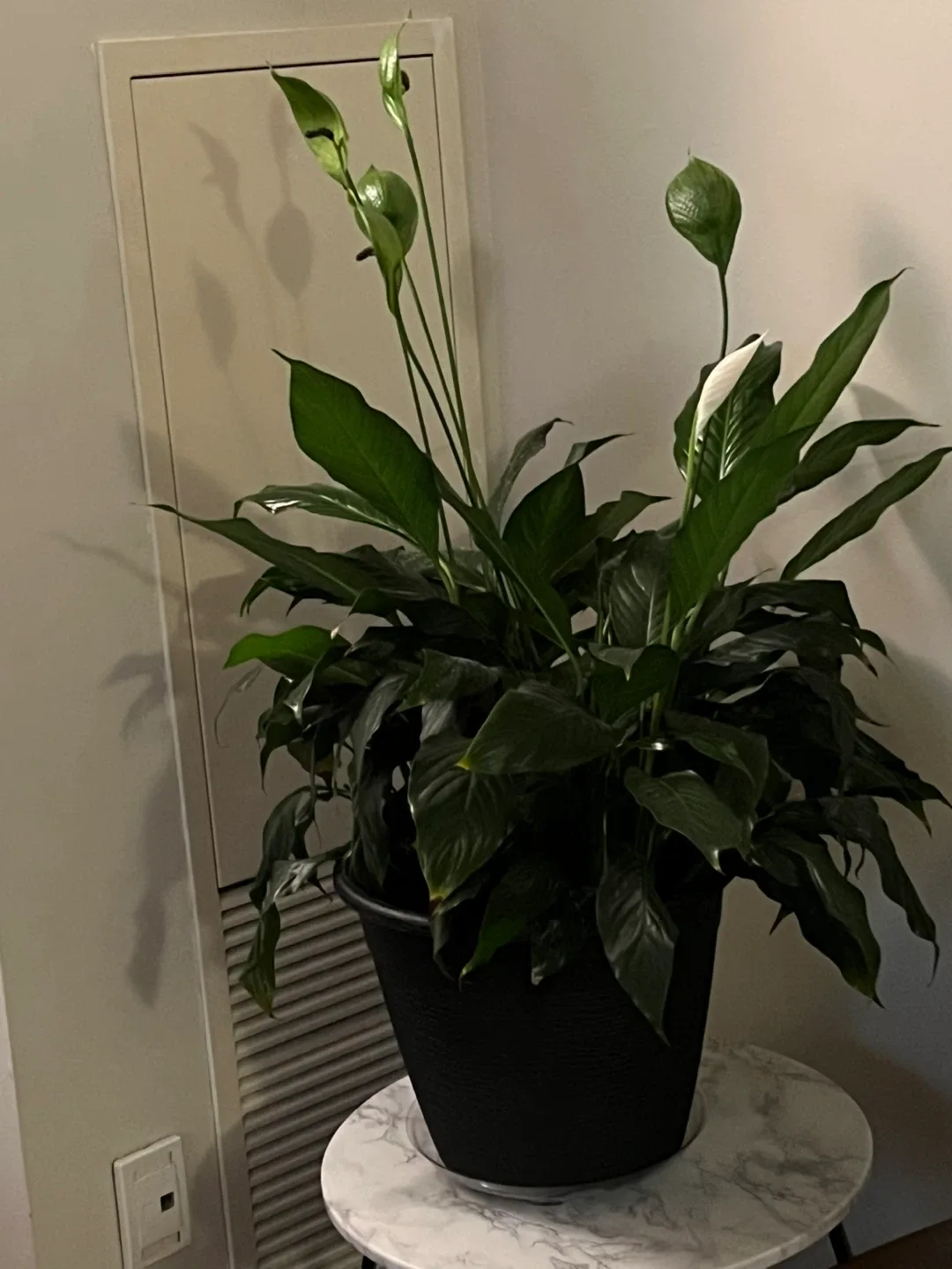 Peace Lily Plant image indicator(2)
