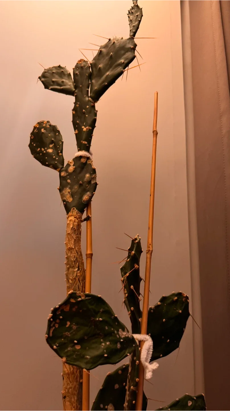 Tall Cactus in Blue Pot image indicator(3)