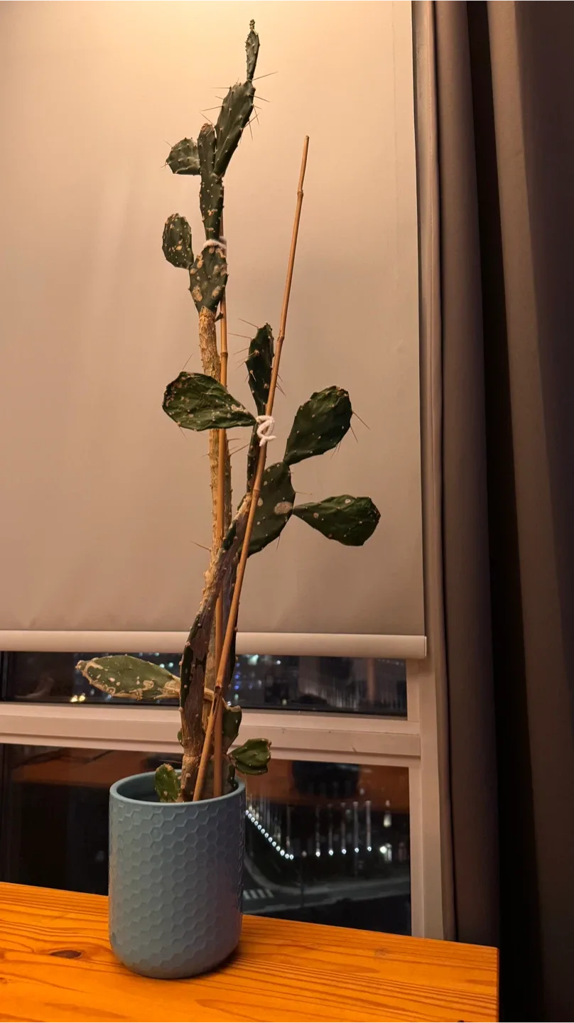 Tall Cactus in Blue Pot