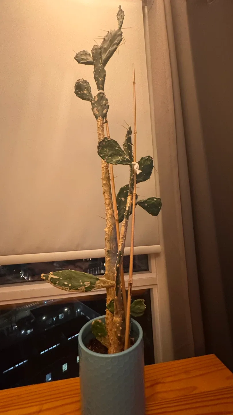 Tall Cactus in Blue Pot image indicator(2)