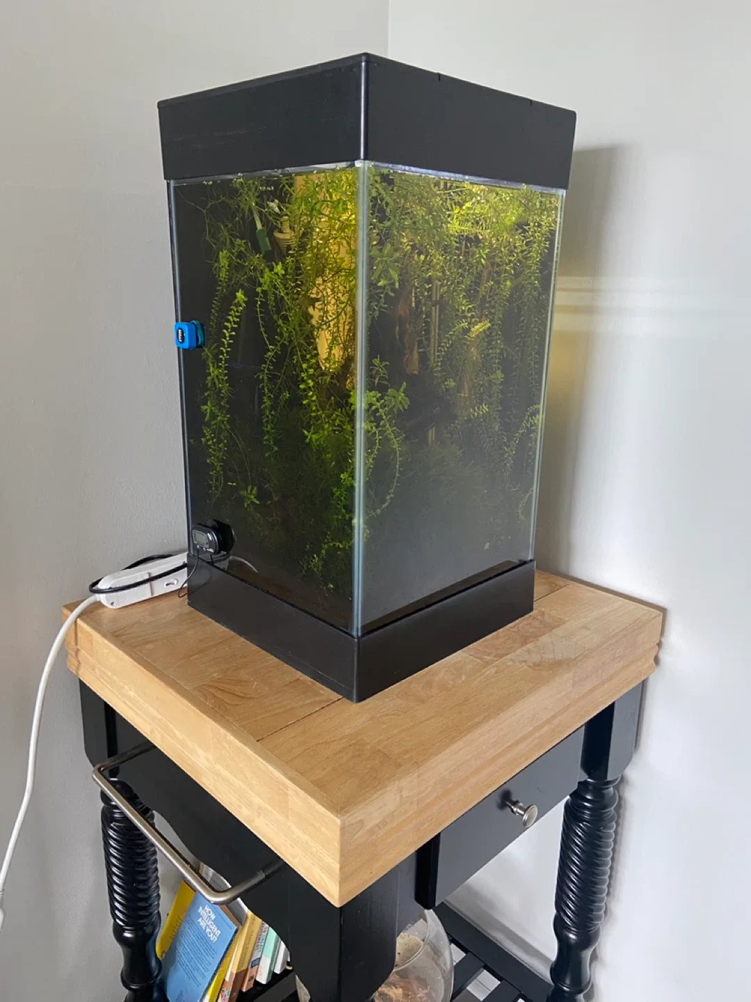 Full Setp - 15 Gallon Planted Aquarium