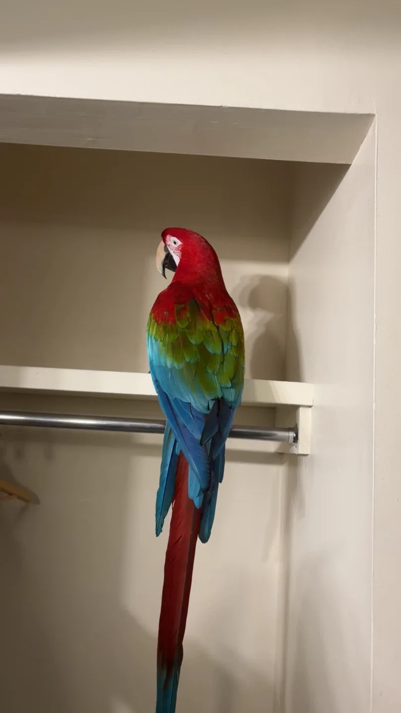Bring a Real Macaw to Your Event / Party image indicator(4)