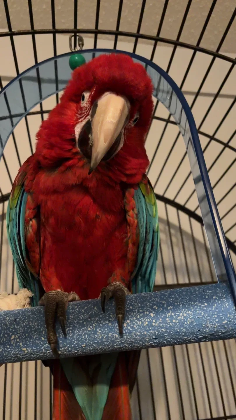 Bring a Real Macaw to Your Event / Party image indicator(5)