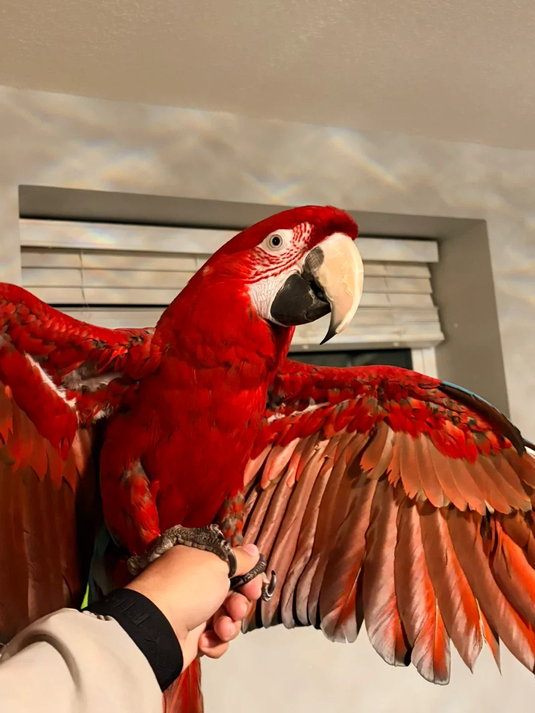 Bring a Real Macaw to Your Event / Party image indicator(6)