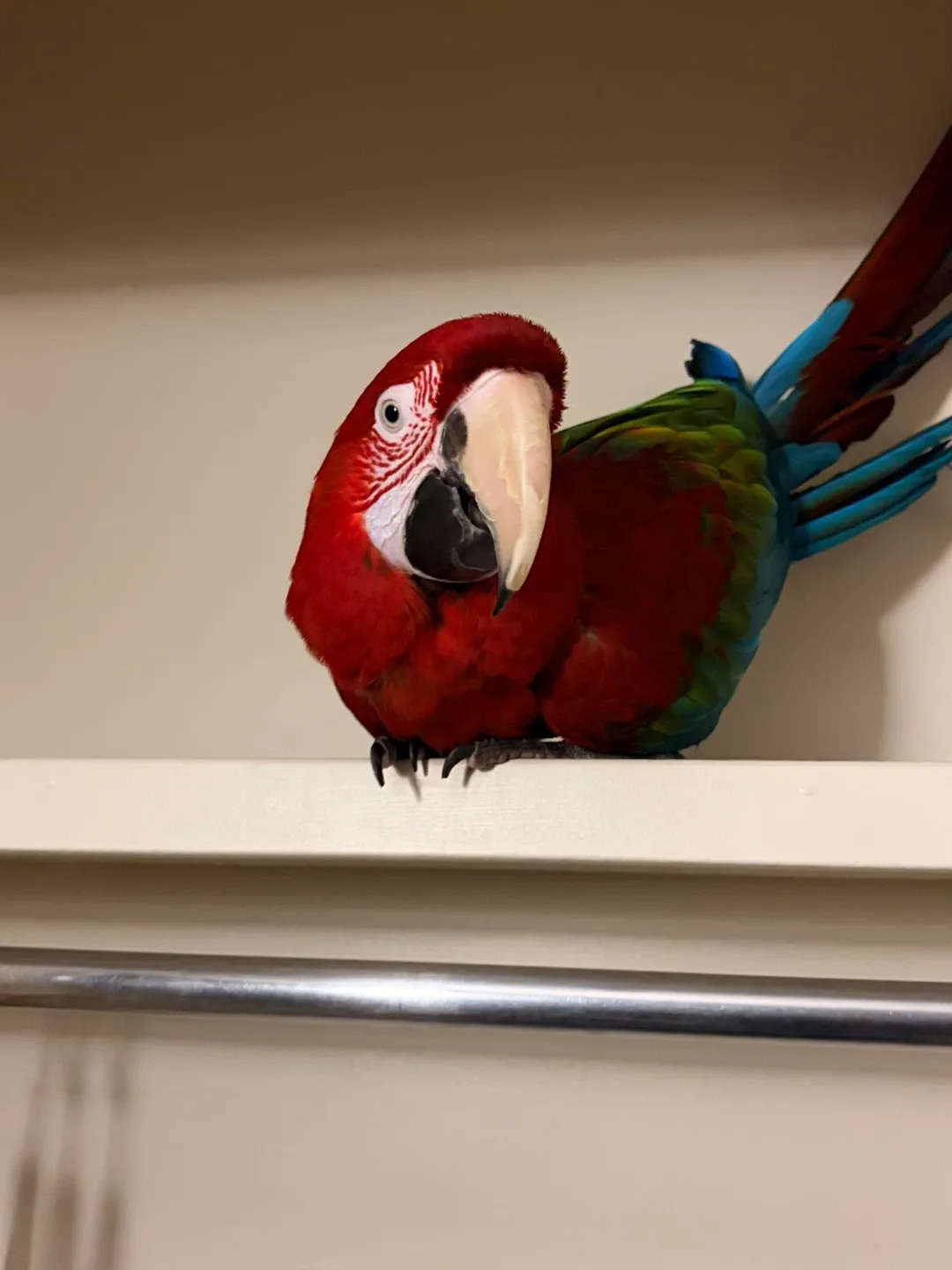 Bring a Real Macaw to Your Event / Party image indicator(3)