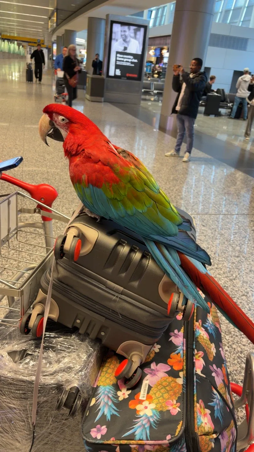 Bring a Real Macaw to Your Event / Party