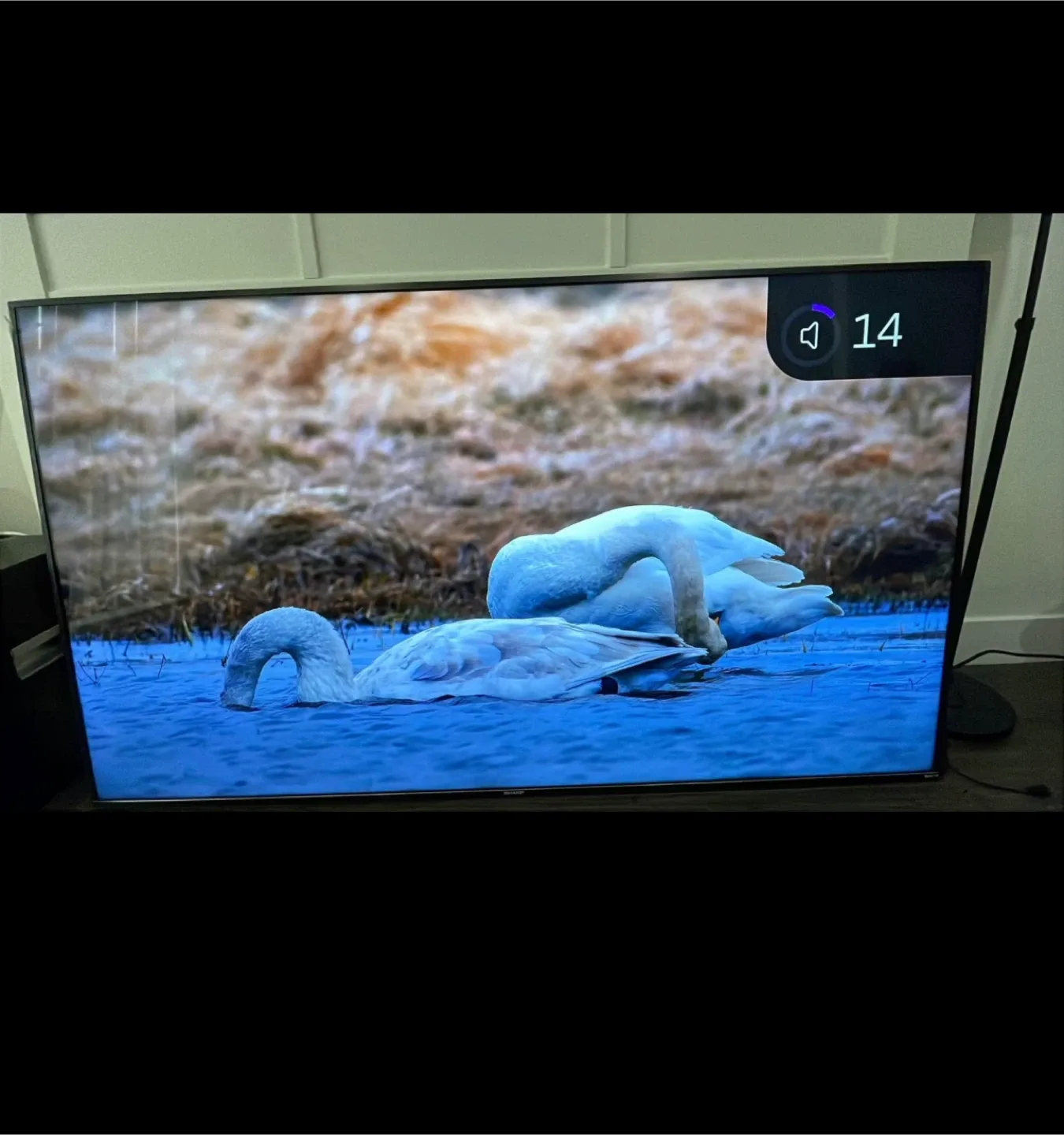 TVs: Sony Bravia & Sharp Roku TV