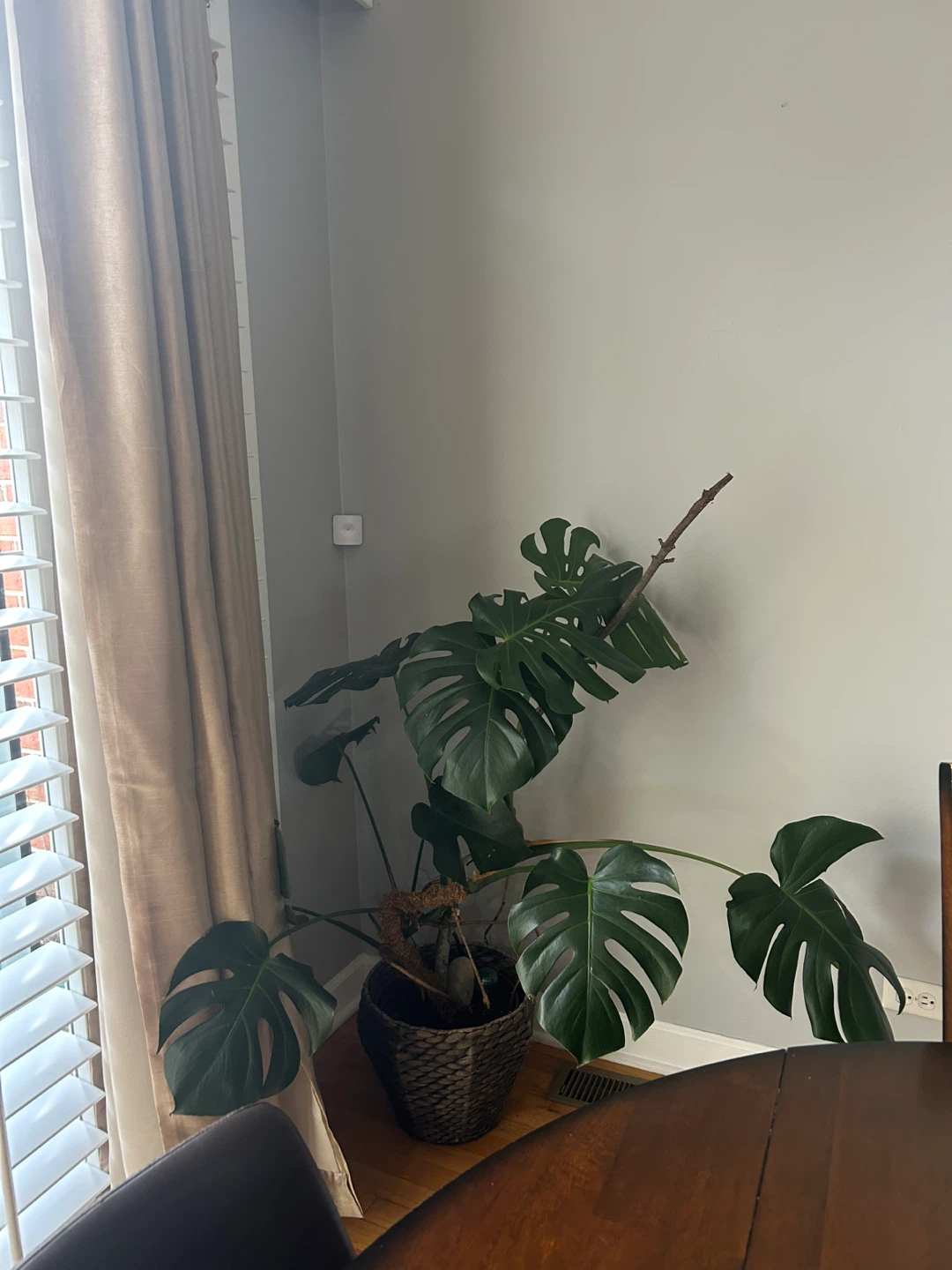 Monstera plant