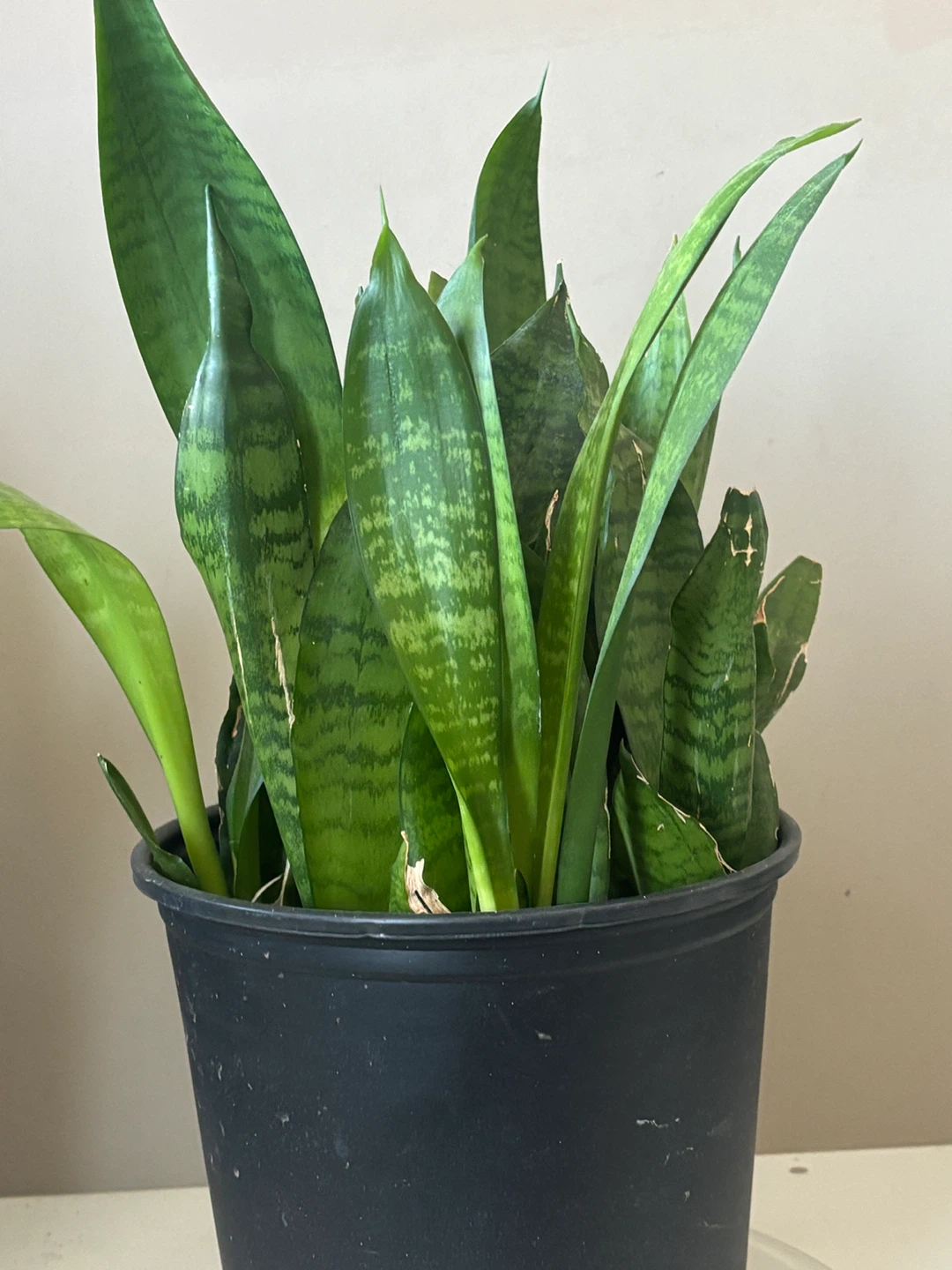 Snake Plant in Black Pot - photo 2