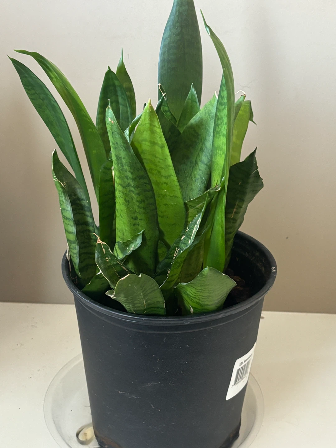 Snake Plant in Black Pot - photo 3