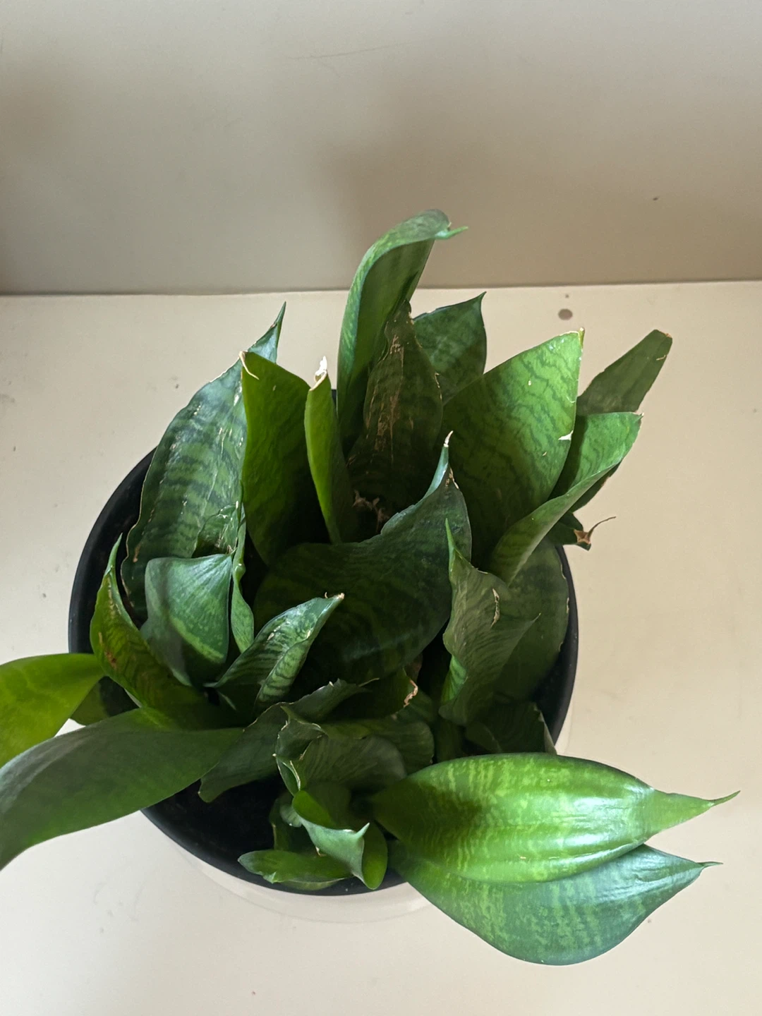 Snake Plant in Black Pot