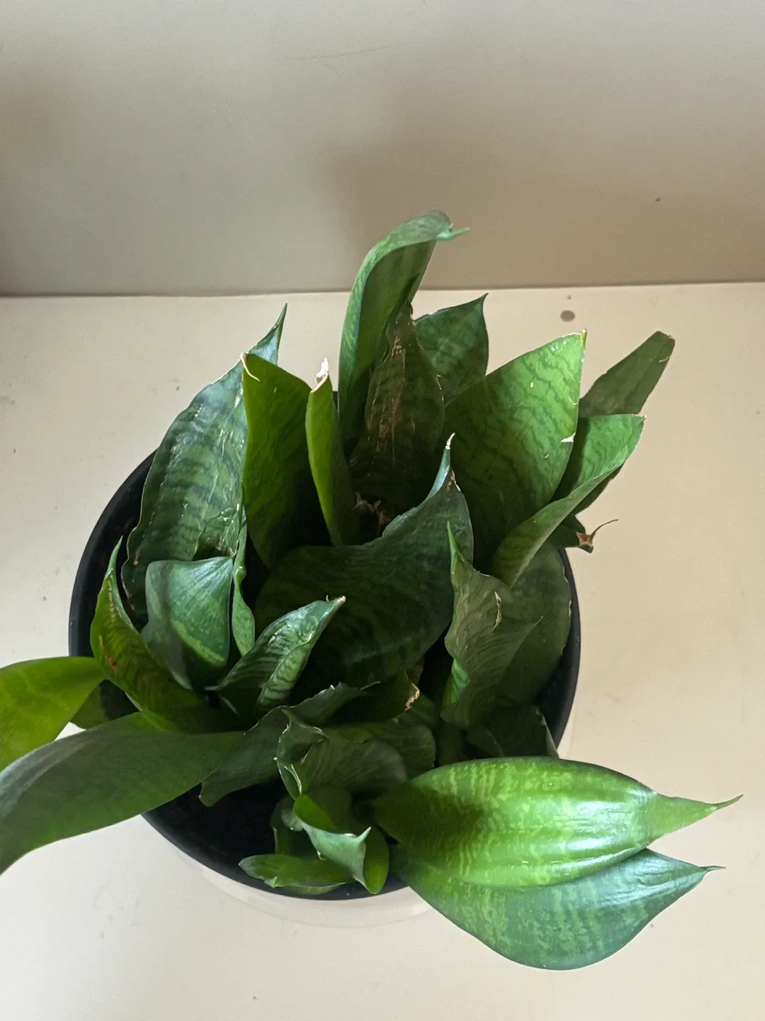 Snake Plant in Black Pot