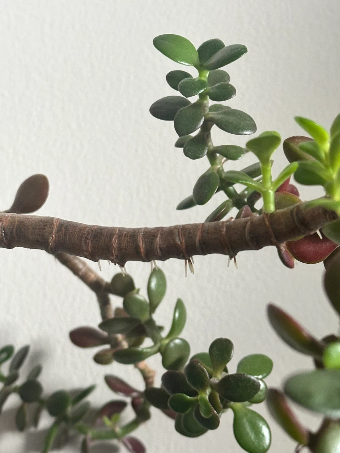 7 years old Jade Bonsai Tree in White Pot - photo 4