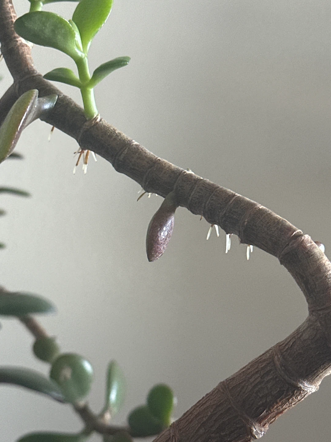 7 years old Jade Bonsai Tree in White Pot - photo 5