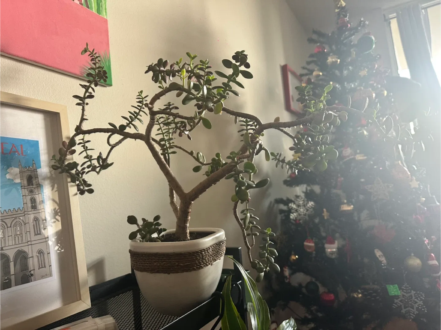 7 years old Jade Bonsai Tree in White Pot image indicator(6)