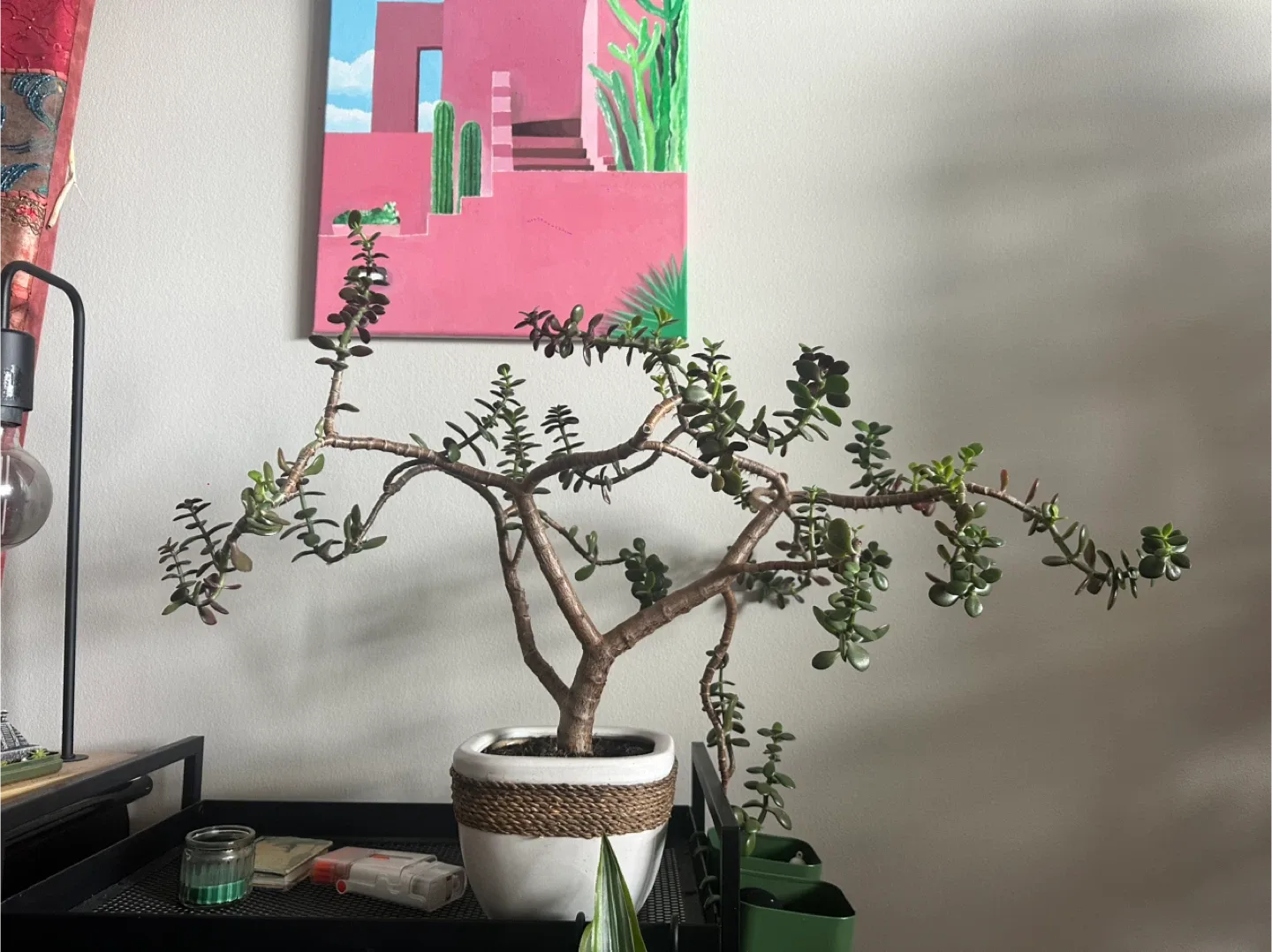 7 years old Jade Bonsai Tree in White Pot
