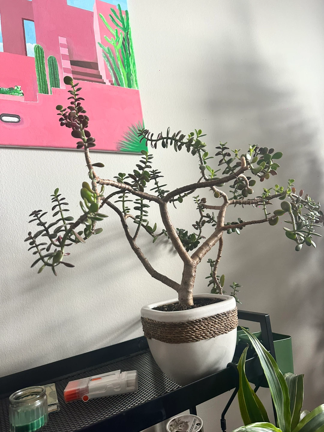 7 years old Jade Bonsai Tree in White Pot - photo 3