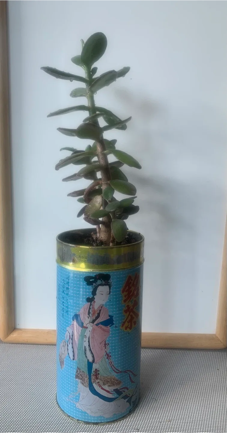 Jade Plant in Decorative Tin