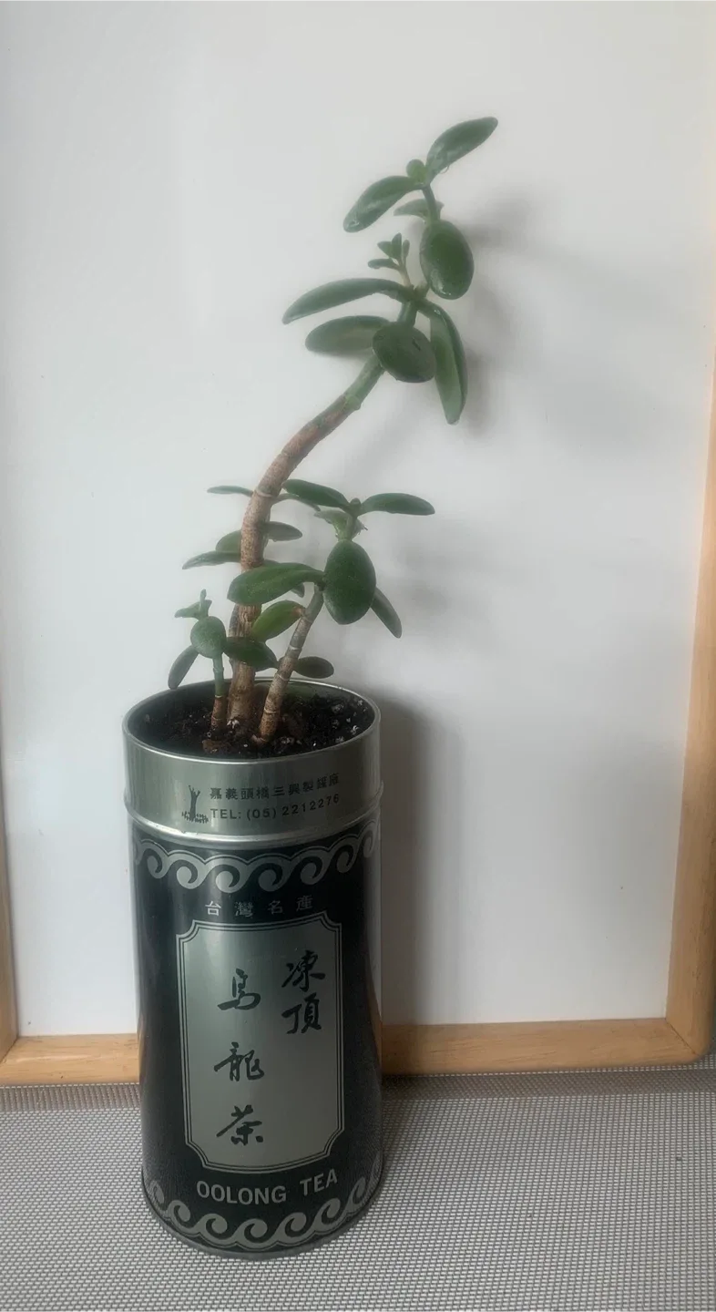 Jade Plant in Oolong Tea Tin