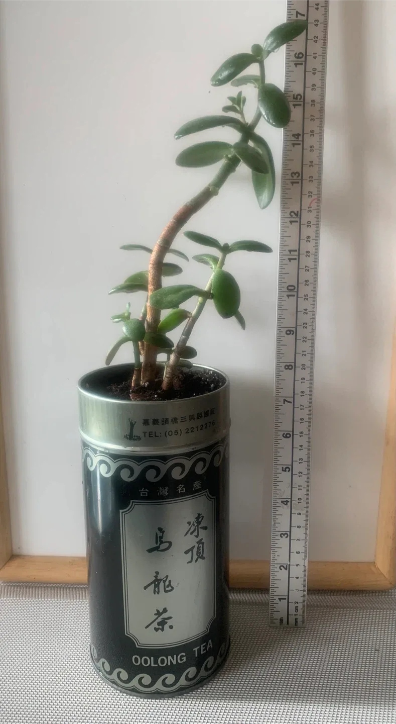 Jade Plant in Oolong Tea Tin image indicator(2)