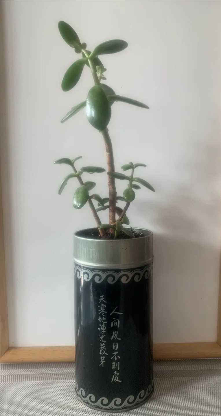 Jade Plant in Oolong Tea Tin image indicator(3)
