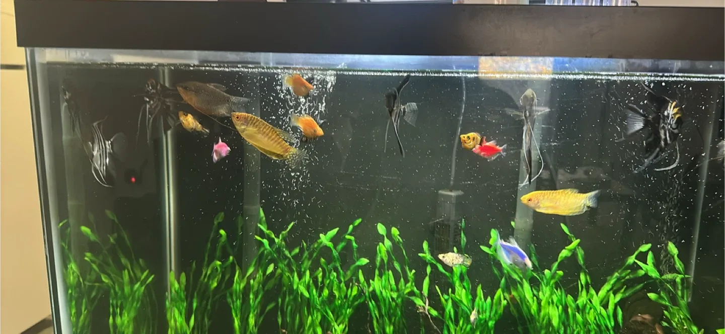 60gal tank w/ stand